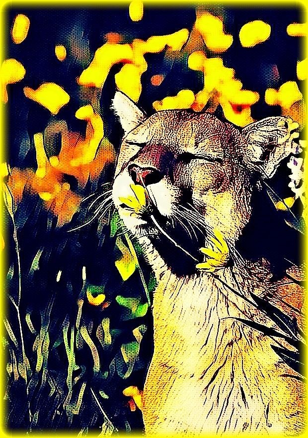 cats is beautiful