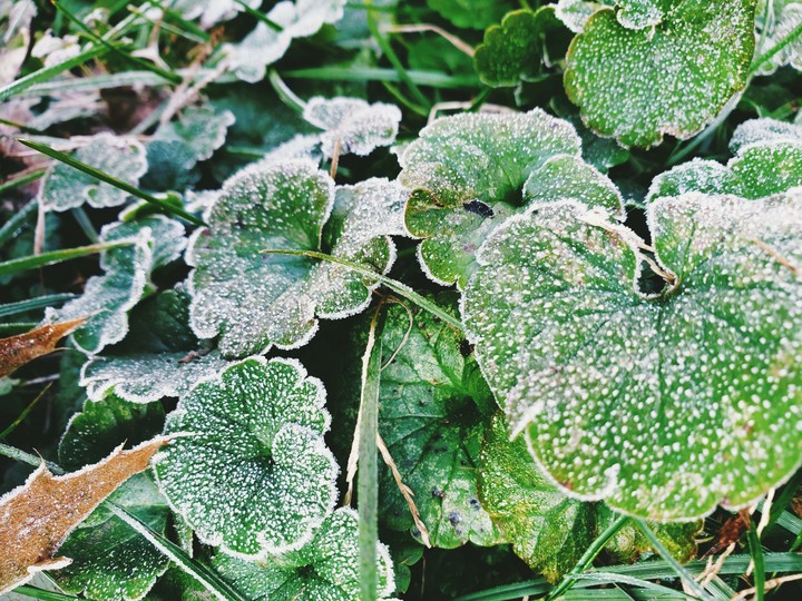 frosty morning