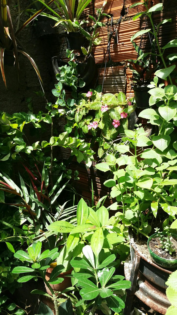 natureza