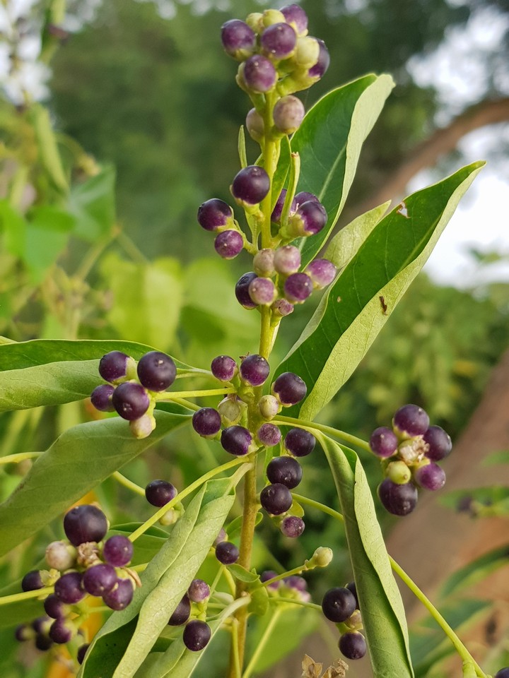 bilberry