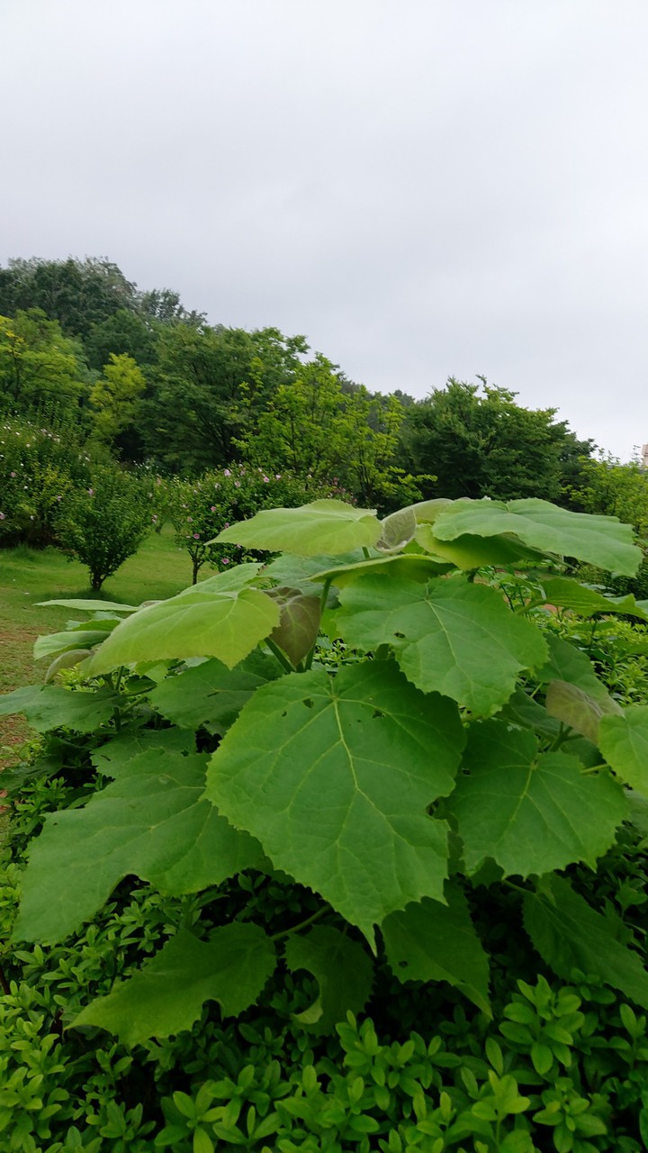 오동나무 씨 나 떨어져 이렇게 자라구있음