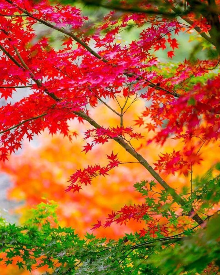 autumn