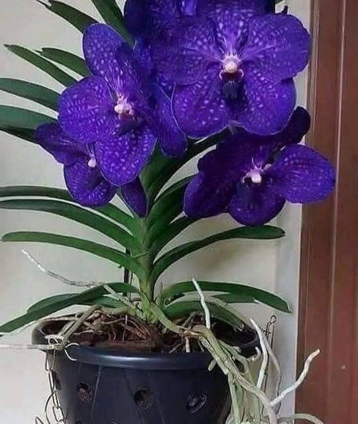 orchid