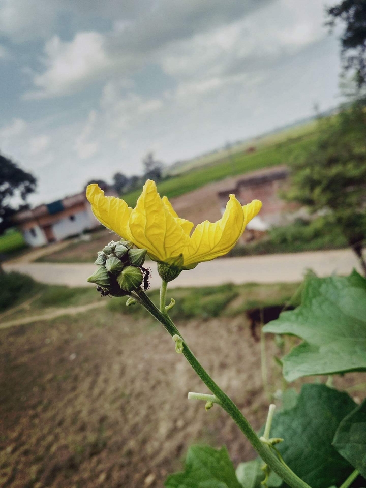 nature
