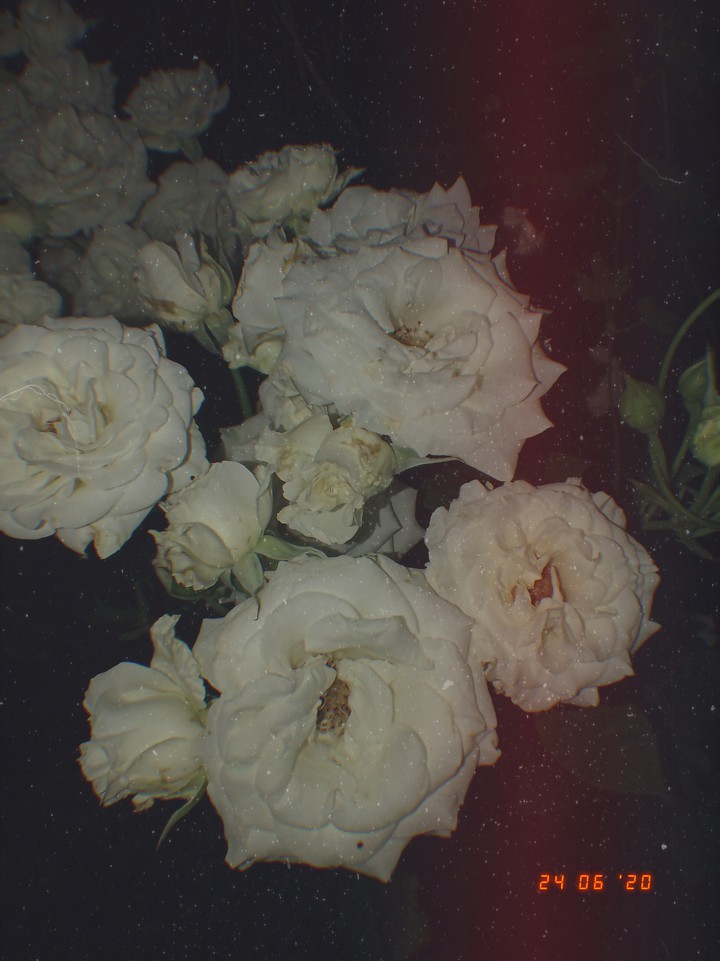 White Rose (2)