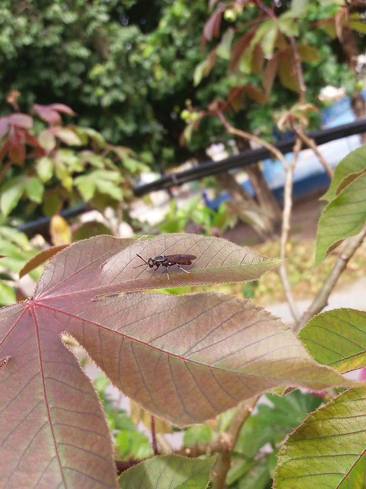 Bug