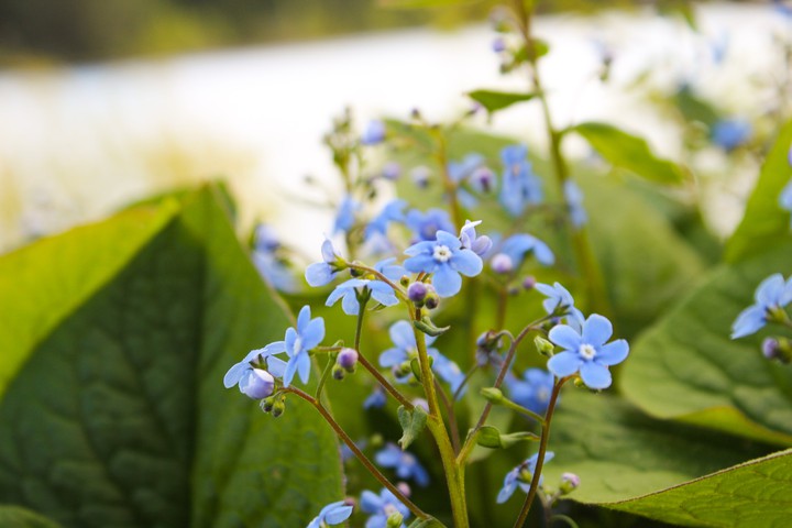 Blue flowers