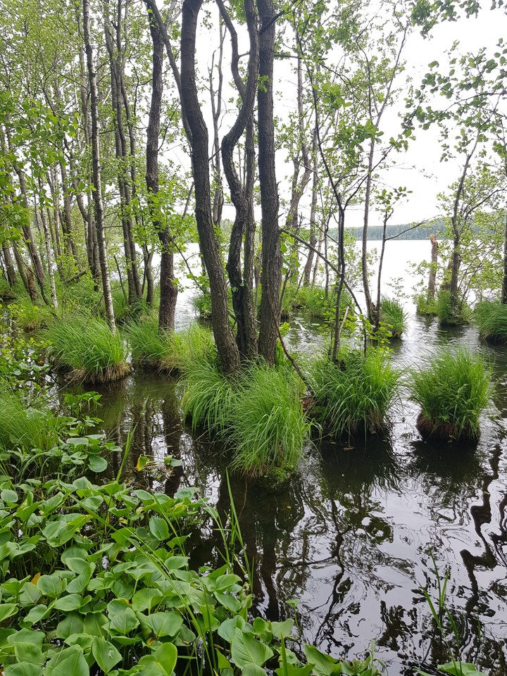 nature