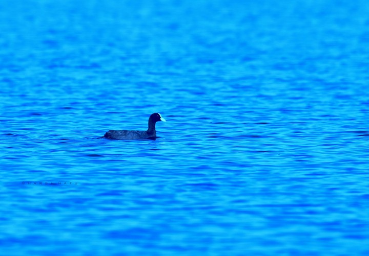 into the blue