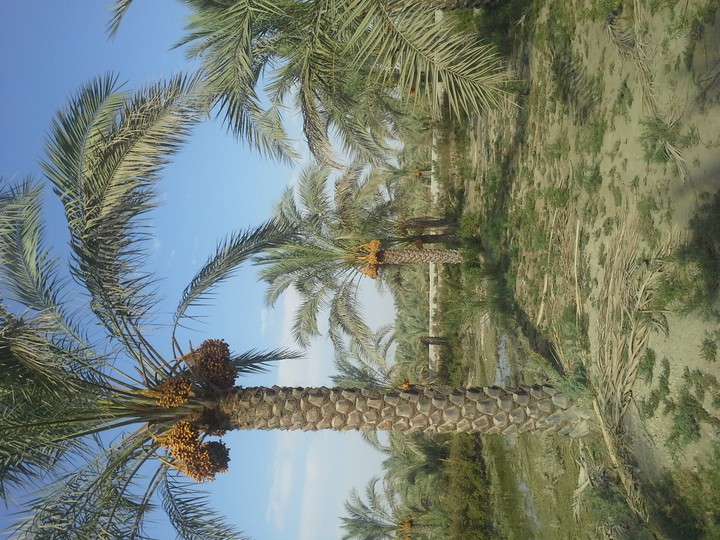 dashtestan