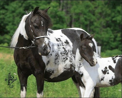 All the Pretty Horses