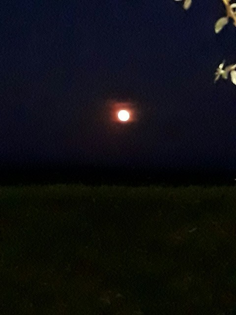 the round pink moon