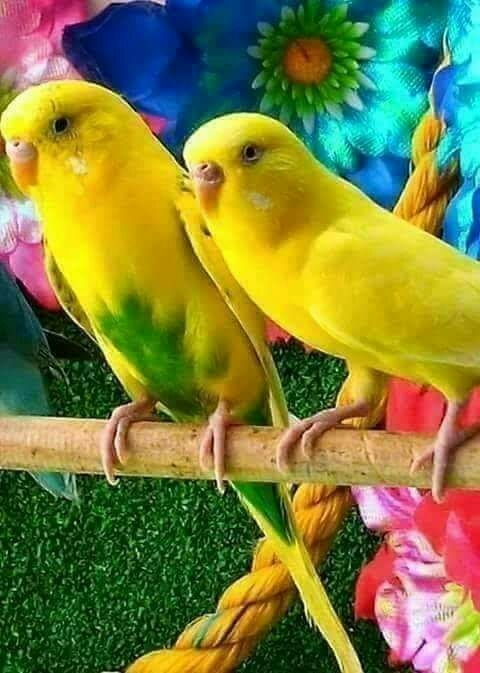 parrots