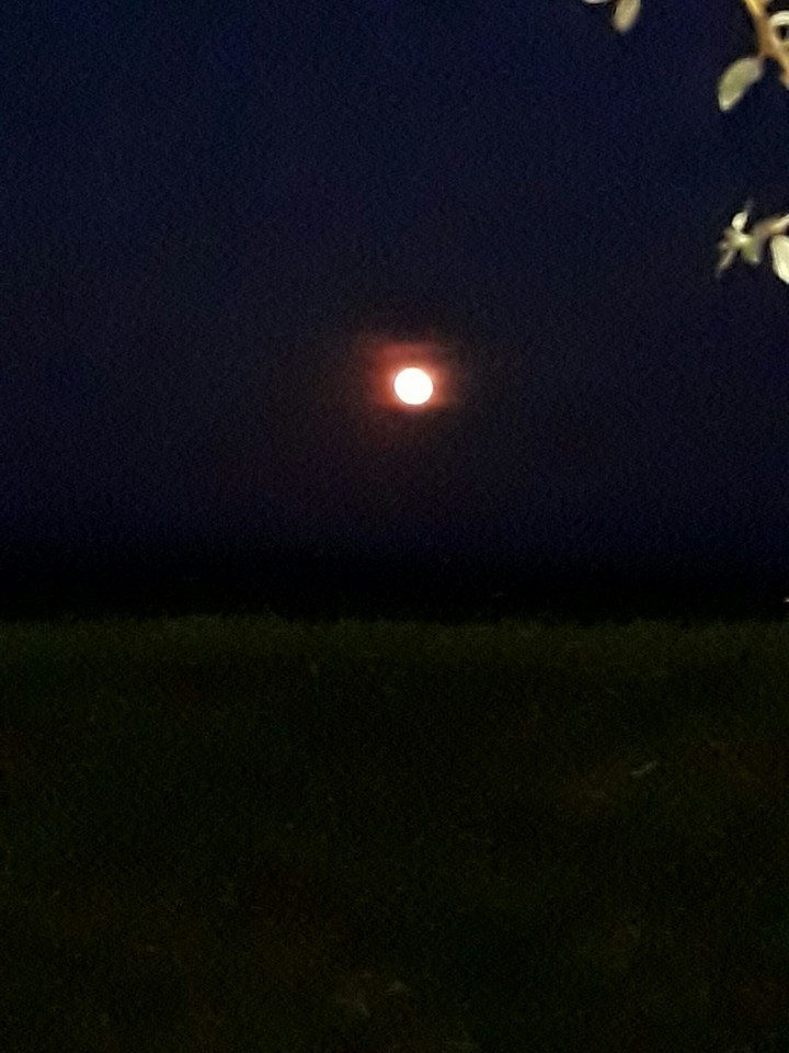 the round pink moon