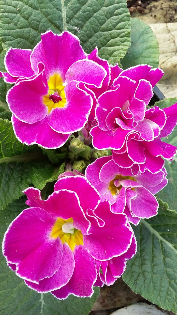 Pink primula