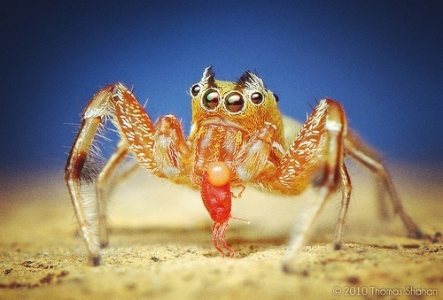 Rien qu'une petite araignée sauteuse mangeant sa proie