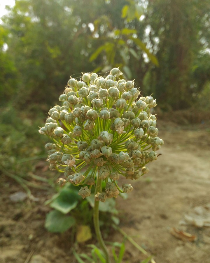 flower