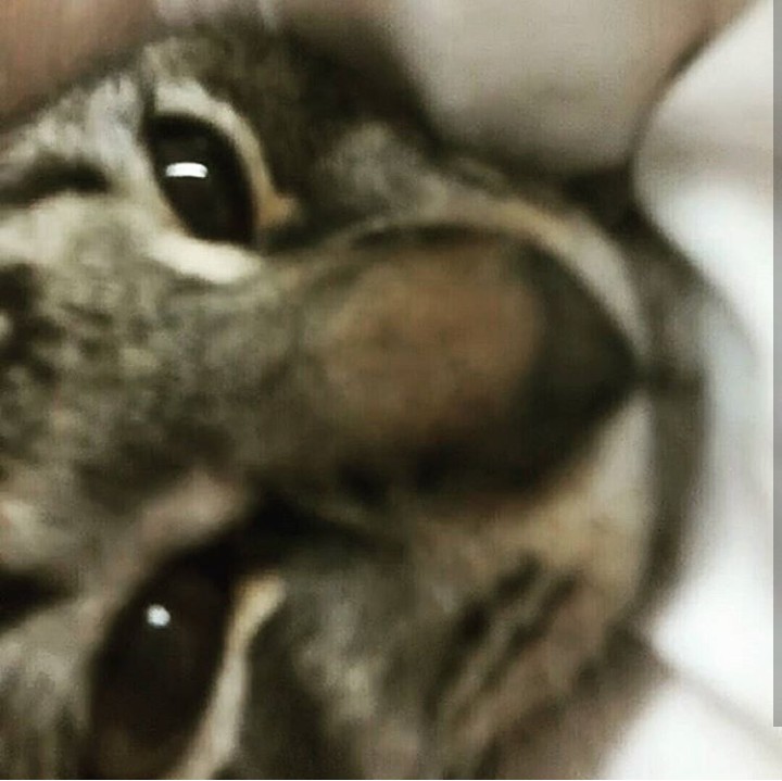 Cute Cat