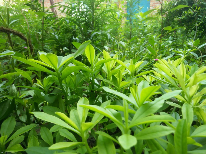 Green Theme