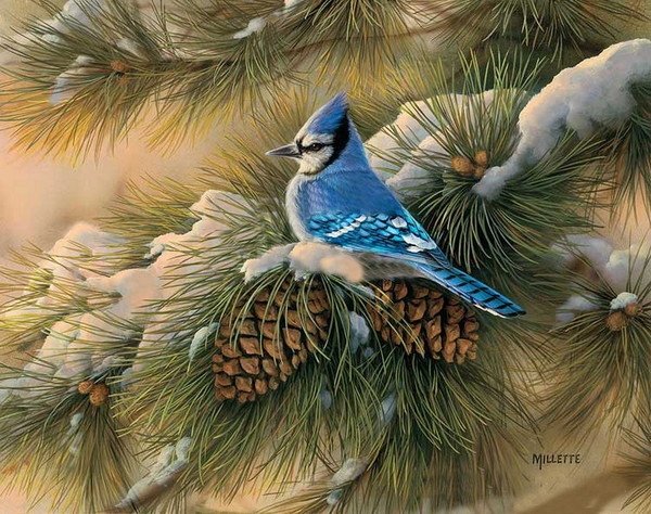 cute birdi