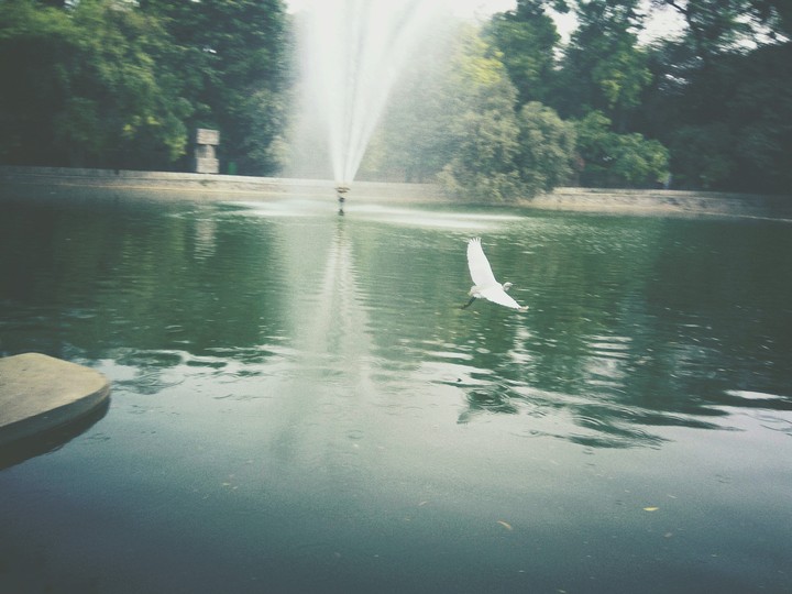 Bird