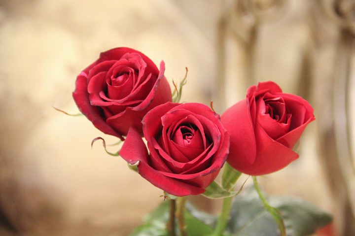 rose :) ❤️