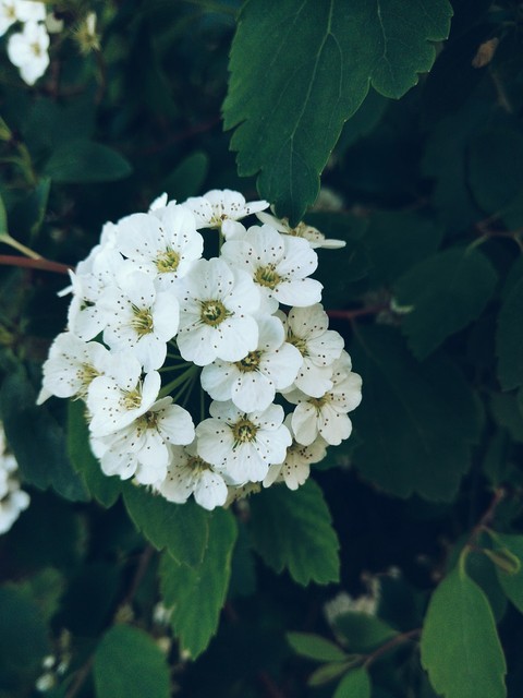 papéis de parede plant, viburnum