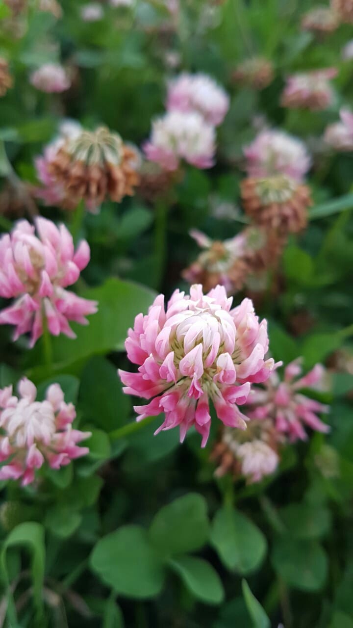 The flower