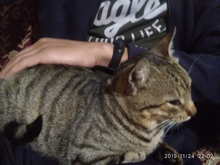 My old cat ???