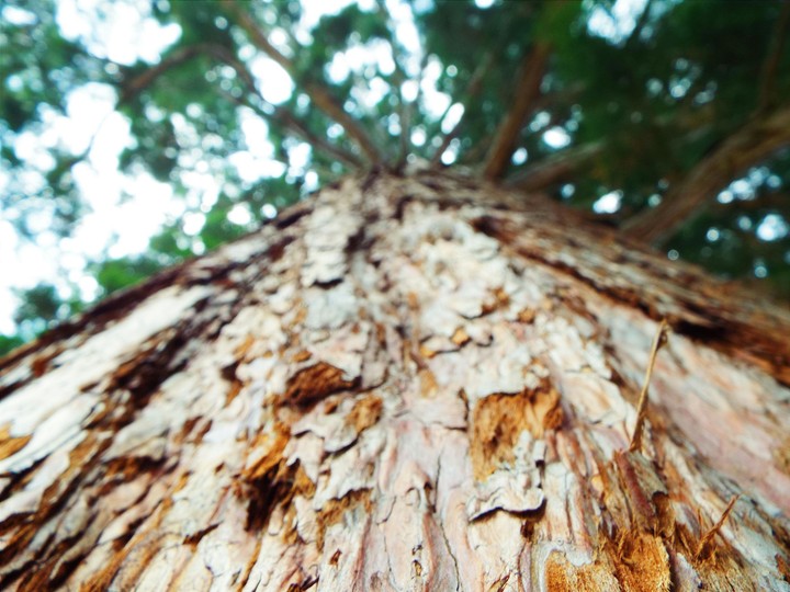 mamut pine