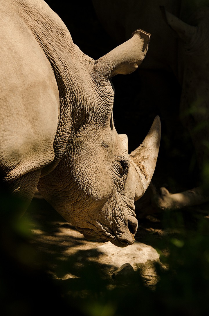 rhino