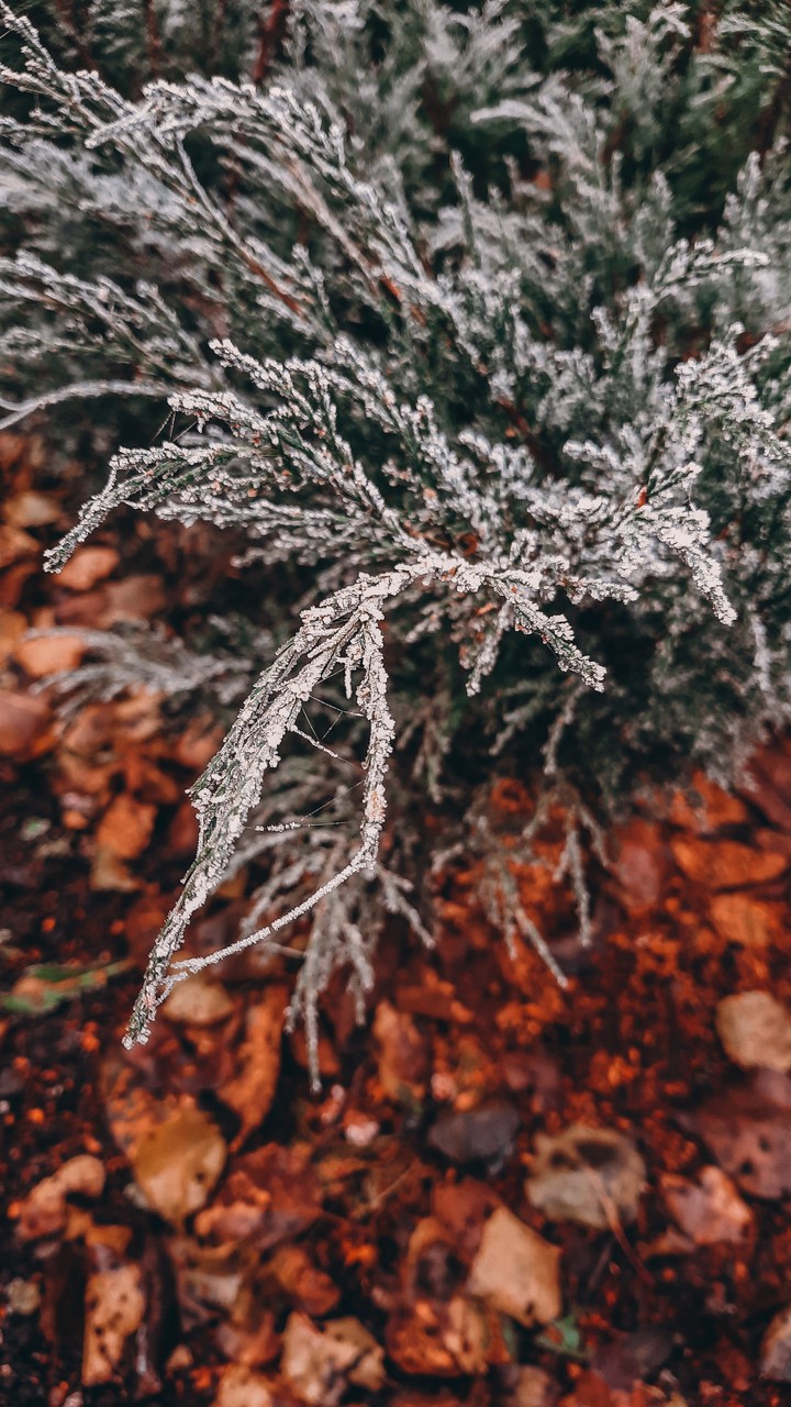 Autumn vs. Winter