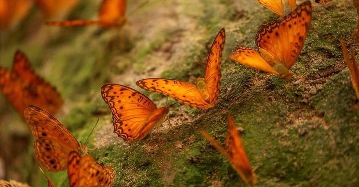 batarfly