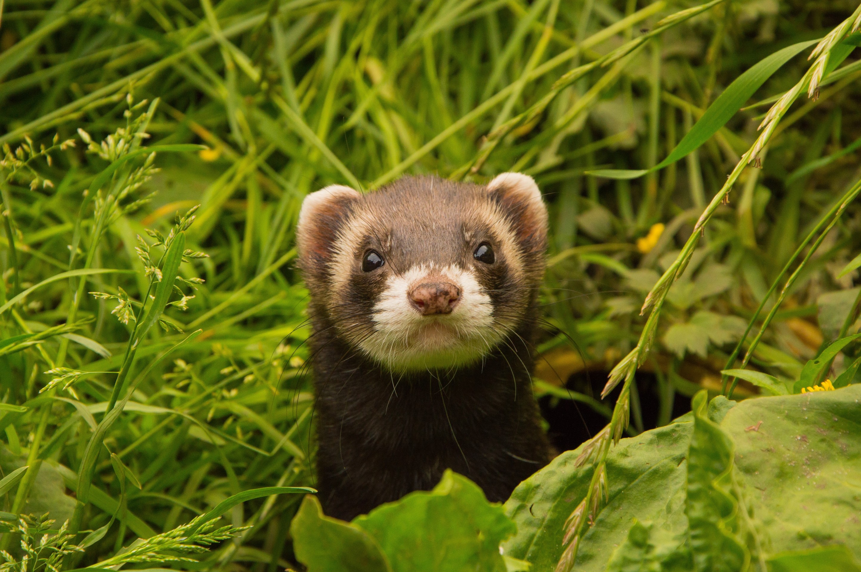 fur, mustelids Hintergrundbilder