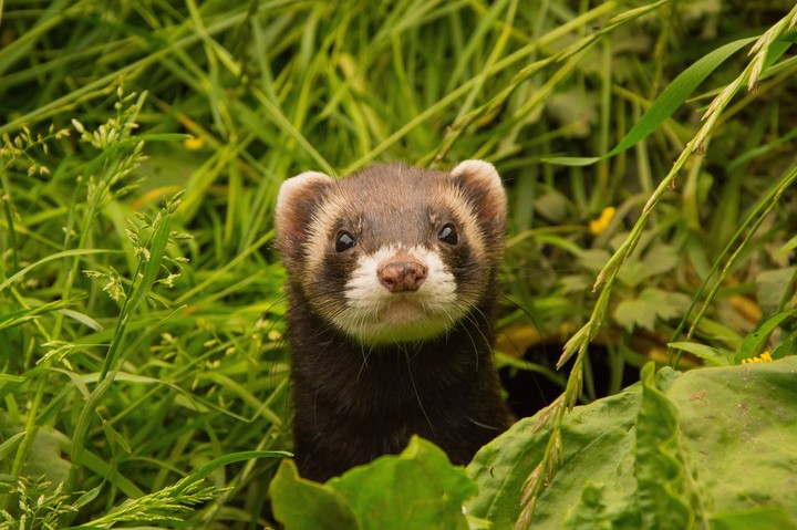 mustelinae, carnivores Hintergrundbilder