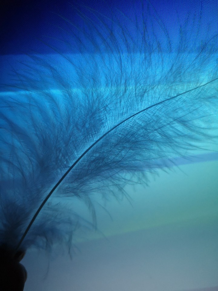 feather