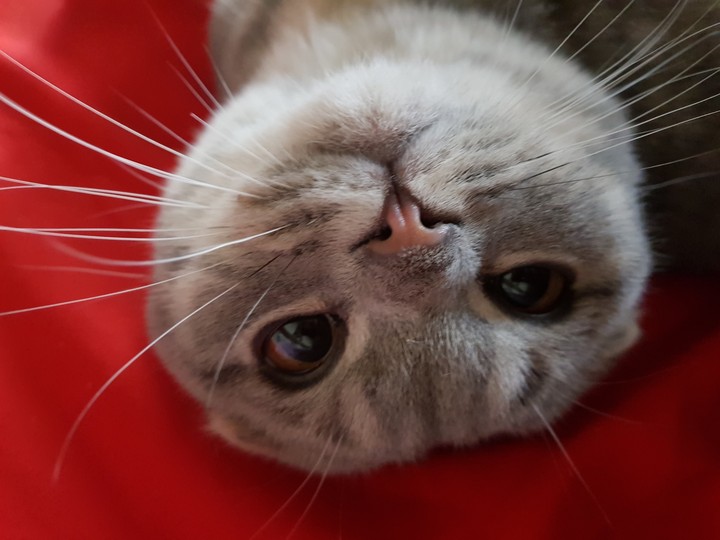 cat