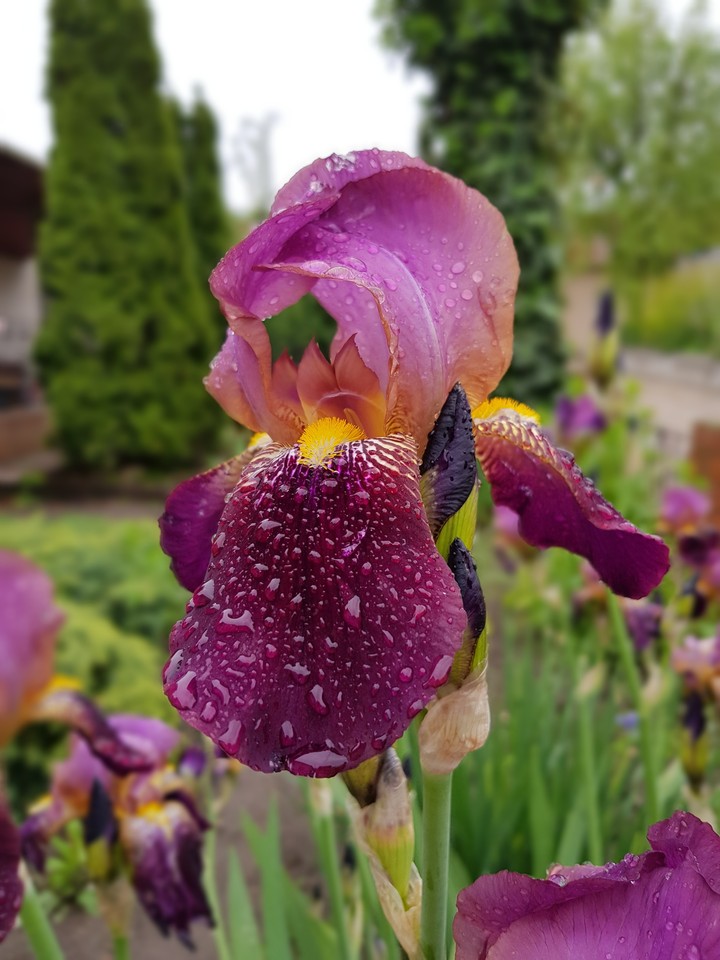 wet flowers, мокрый цветок