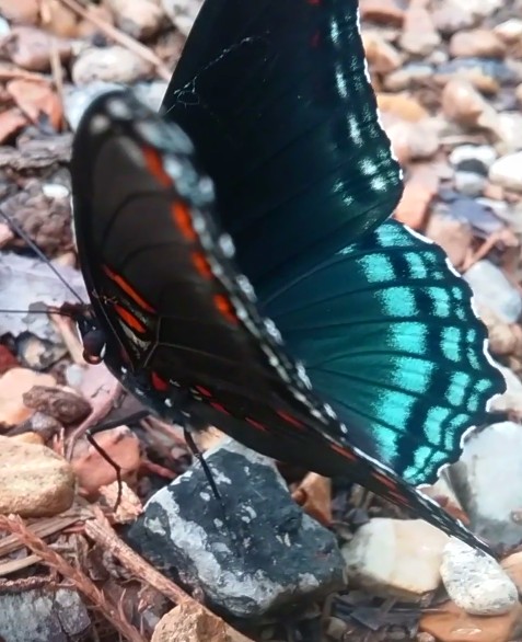 The Winged One