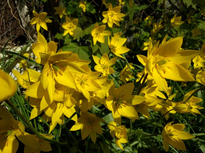 tulips
