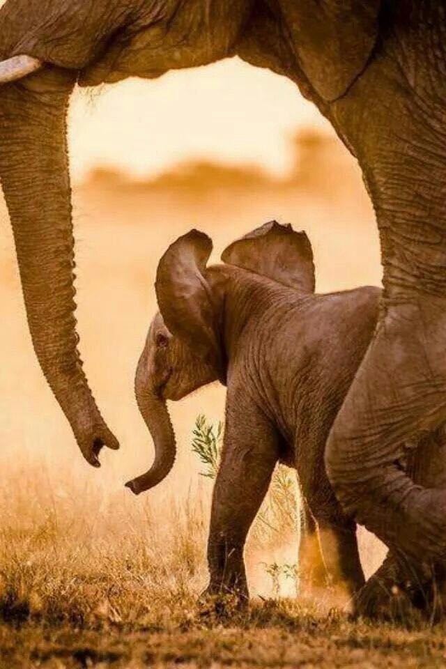 wildlife