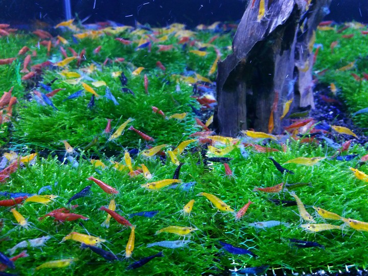shrimps