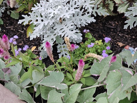 Pretty Garden