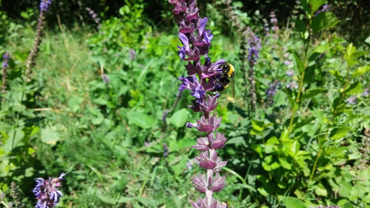 bee and flowers