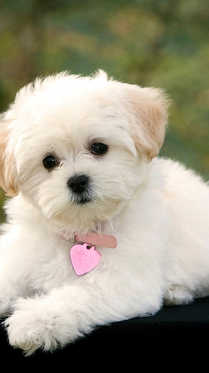 Adorable lil puppy!!☺☺