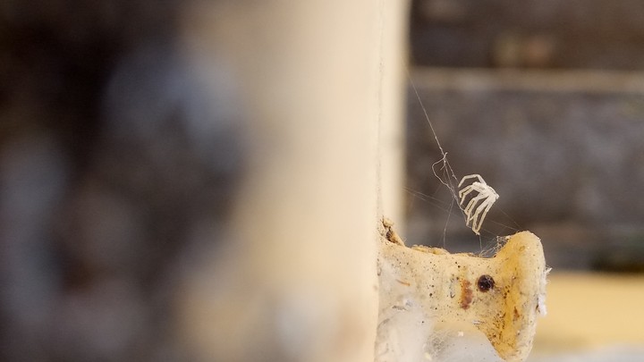 dead spider