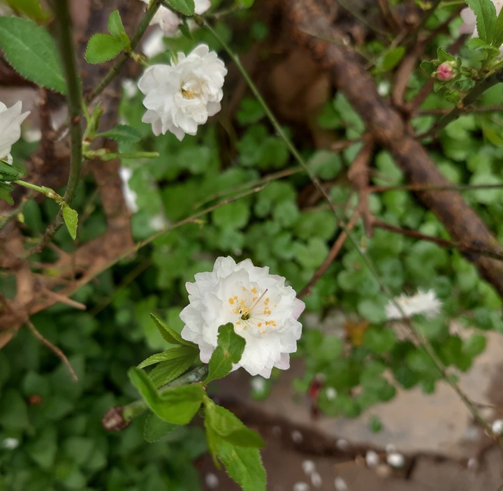 Ijimae