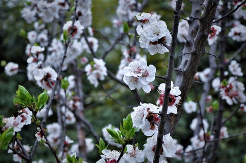 white flowers