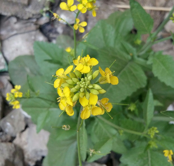 flowers