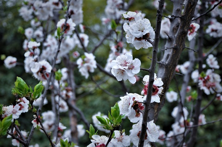 white flowers